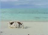 West Caicos' Pirate Lair