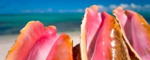 Caicos Conch