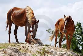 Caicos Horses