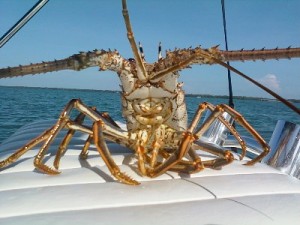 Turks Lobster